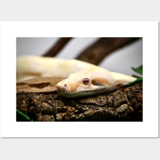 Snake III / Swiss Artwork Photography Posters and Art